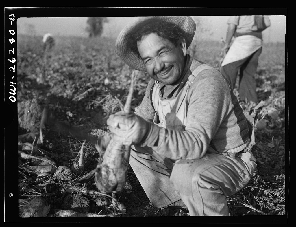  Mexican agricultural laborer topping sugar beets.